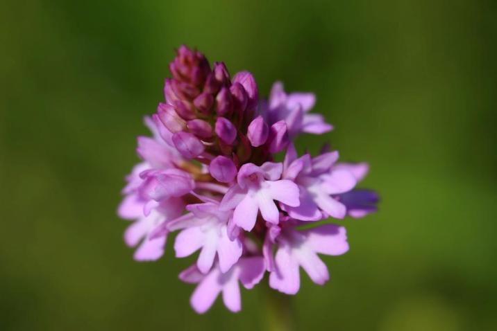 Koślaczek&#x20;stożkowaty&#x20;Anacamptis&#x20;pyramidalis&#x20;&#x28;L&#x2e;&#x29;&#x20;Rich&#x2e;&#x20;&#x28;Fot&#x2e;&#x20;J&#x2e;&#x20;Kucharzyk&#x29;