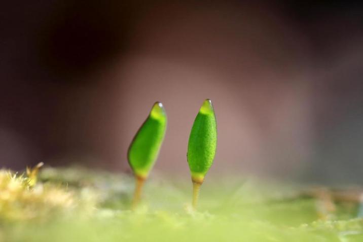 Buxbaumia&#x20;viridis&#x2e;&#x20;Fot&#x2e;&#x20;J&#x2e;&#x20;Kucharzyk&#x2e;