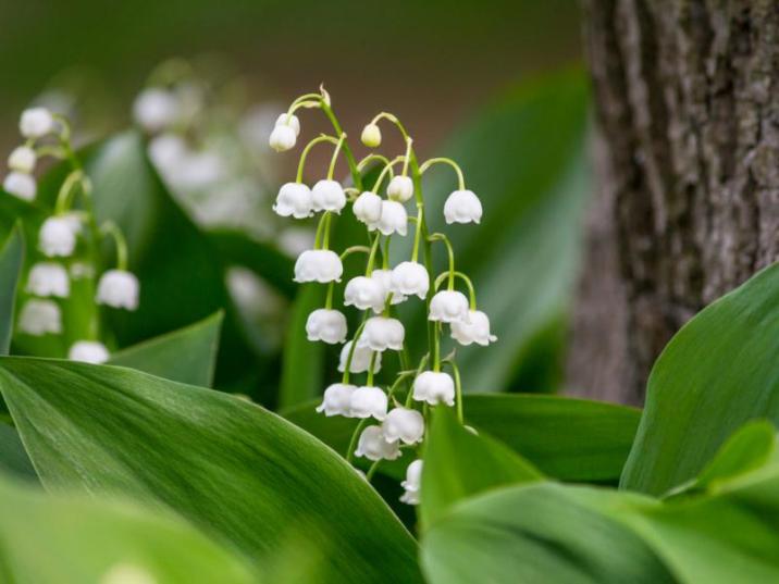 Konwalia&#x20;majowa&#x2c;&#x20;Convallaria&#x20;majalis