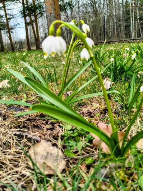 Leśny Bank Genów Kostrzyca zaprasza uczniów klas 1-3 pobliskich szkół podstawowych do udziału w konkursie plastycznym pn. „Wiosenne przebudzenie”.